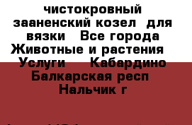 чистокровный зааненский козел  для вязки - Все города Животные и растения » Услуги   . Кабардино-Балкарская респ.,Нальчик г.